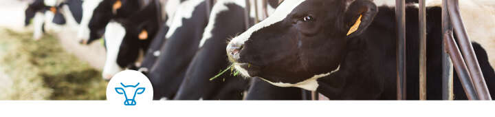 einstiegsbanner beta carotin rind artikel einstiegsbanner beta carotin rind artikel